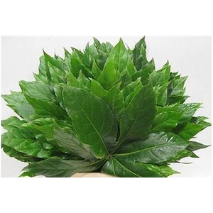 Aralia Extra