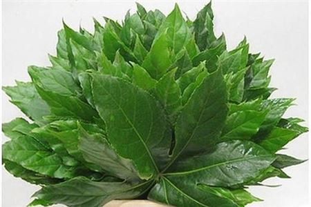 <h4>Aralia Extra</h4>