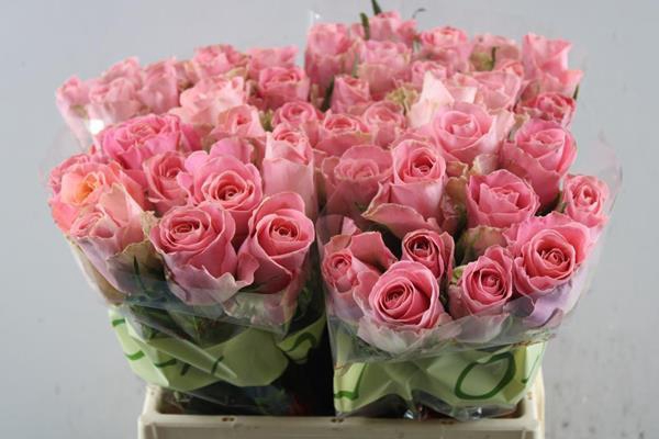 <h4>R Gr Hermosa+ L40</h4>