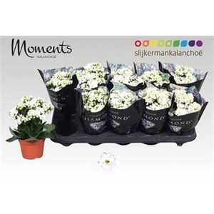 KAL GE STELLAR WHITE