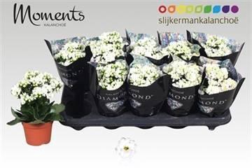 <h4>KAL GE STELLAR WHITE</h4>