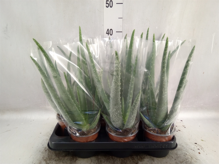 <h4>Aloe vera</h4>