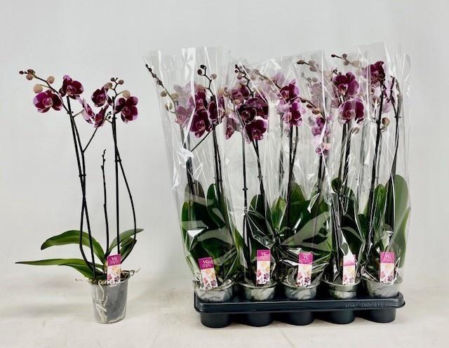 <h4>PHAL OV ROOD</h4>