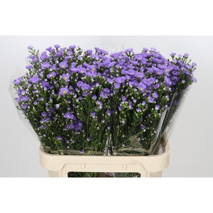 Aster Cassandra