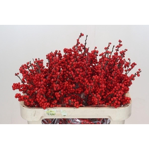Ilex Rood