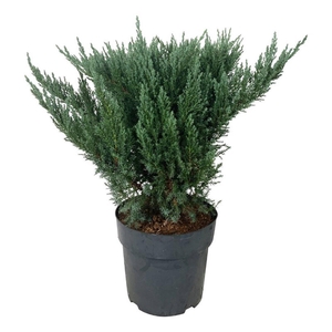 Juniperus pf. 'Blue Chiffon'
