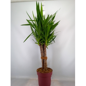 Yucca elephantipes   ...
