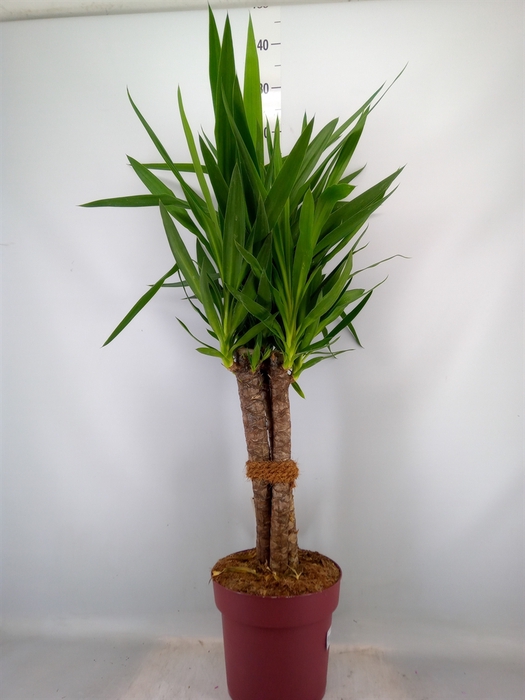<h4>Yucca elephantipes   ...</h4>
