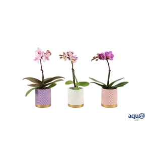 Groovy Pastel Mix Tiny Dolls Mix 1T7+ Aqu@