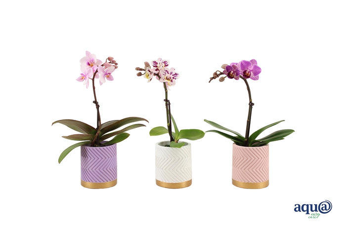 <h4>Groovy Pastel Mix Tiny Dolls Mix 1T7+ Aqu@</h4>