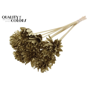 Shola Slice Pine 6cm on stem Gold