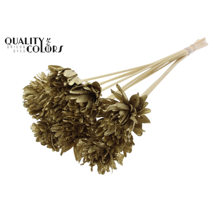 <h4>Shola Slice Pine 6cm on stem Gold</h4>