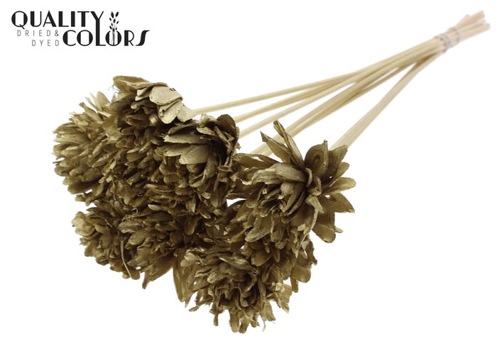 Shola Slice Pine 6cm on stem Gold