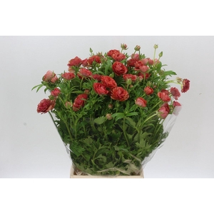 Ranunculus Butterfly Musa