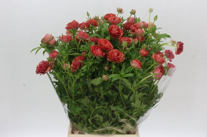 <h4>Ranunculus Butterfly Musa</h4>