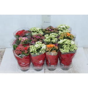 KALANCHOE DOBRADO MINI P09