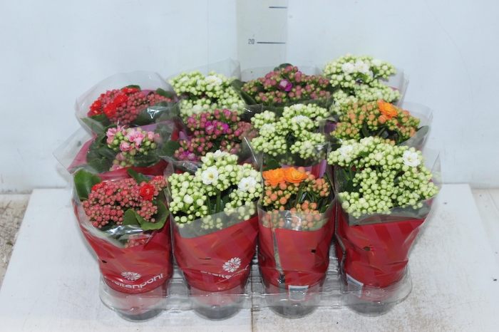<h4>KALANCHOE DOBRADO MINI P09</h4>