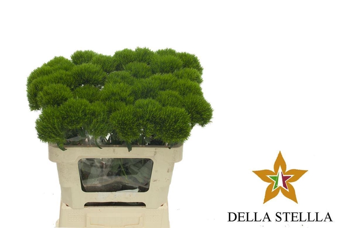 Di Barb Kiwi Me Cool Extra**