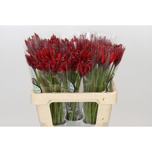 Nerine Lydia