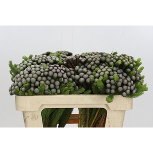 Kaaps Groen Albiflora