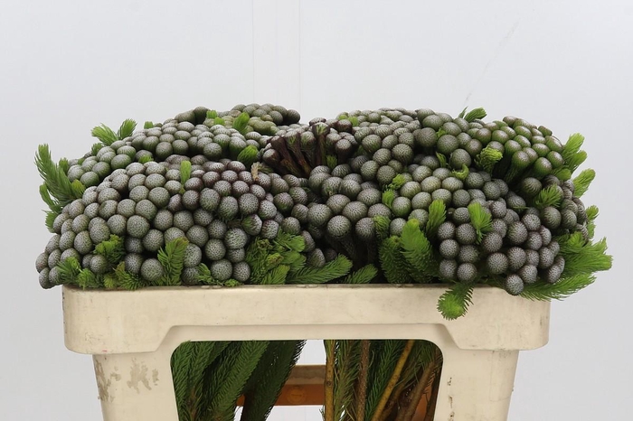 <h4>Kaaps Groen Albiflora</h4>