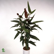 Calathea Stromanthe