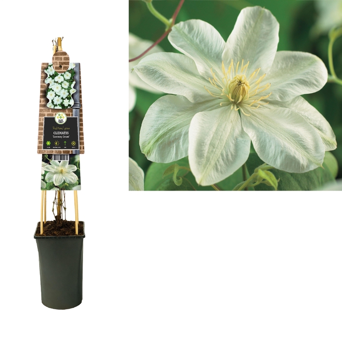 <h4>Clematis 'Guernsey Cream' +3.0 label</h4>