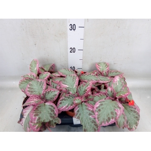Episcia   ...