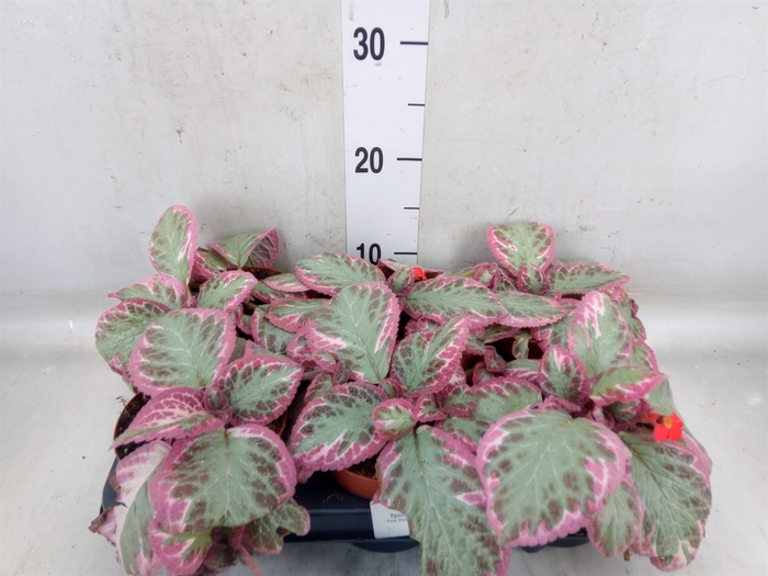 <h4>Episcia   ...</h4>