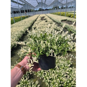 Euonymus fortunei 'Harlequin'