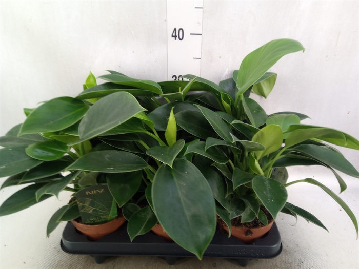 <h4>Philodendron  'Green Princess'</h4>