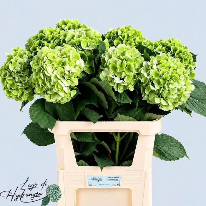 <h4>HYDR M CH VERENA CL</h4>