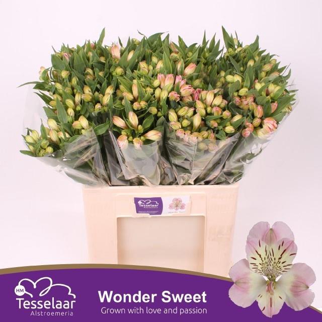 <h4>ALSTR WONDER SWEET</h4>