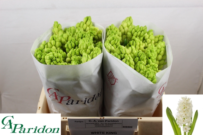 <h4>HYAC WHITE KING</h4>