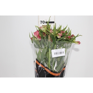 ALSTROEMERIA TOURMALINE 070 CM ROSA