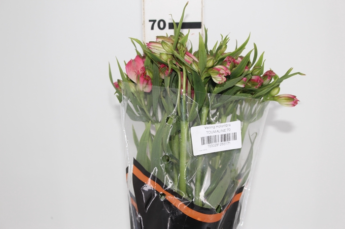 <h4>ALSTROEMERIA TOURMALINE 070 CM ROSA</h4>