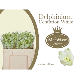 DELPH DU CENT WHITE