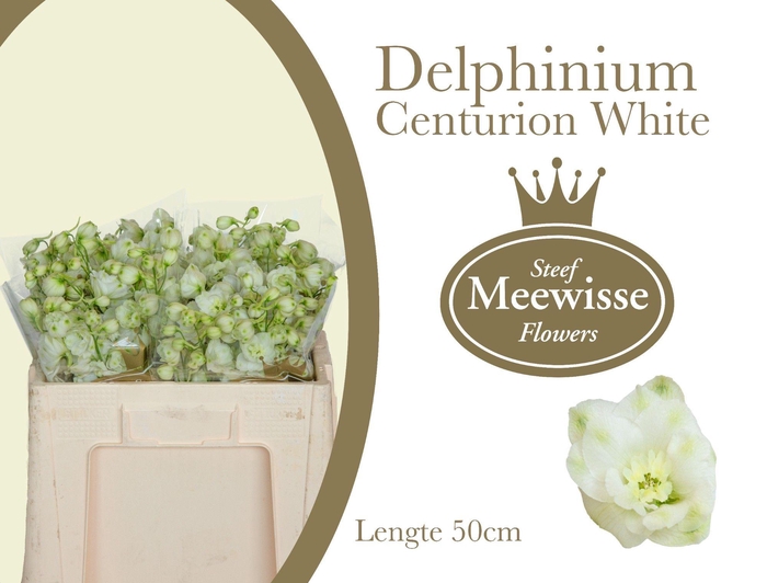 <h4>DELPH DU CENT WHITE</h4>
