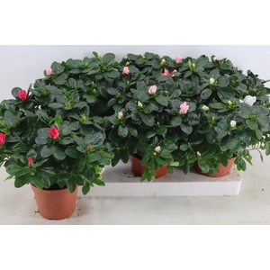 RHODO SI VOGEL GEM