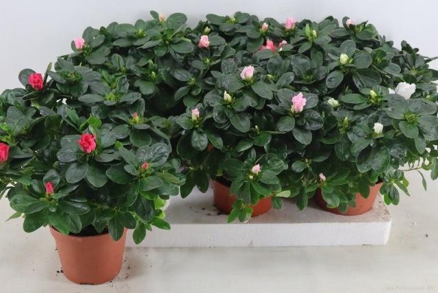 <h4>RHODO SI VOGEL GEM</h4>