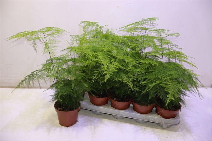 <h4>arr8 Aspar Setaceus</h4>