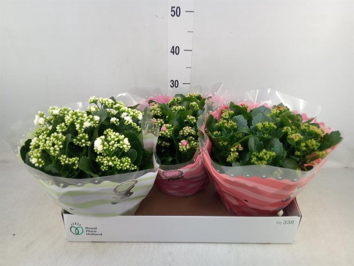 <h4>Kalanchoe blos. ..rosebud mix 5</h4>