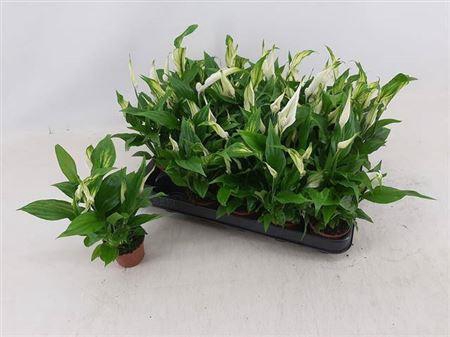 <h4>Spath Chopin</h4>