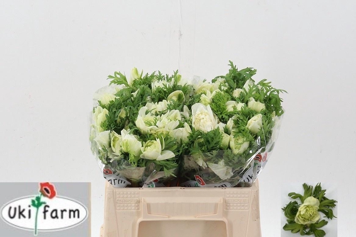 <h4>ANEM CO LEV BIANCO</h4>