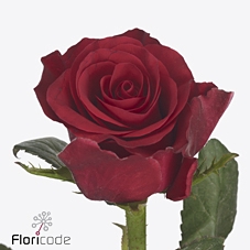 Rosa large red tacazzi
