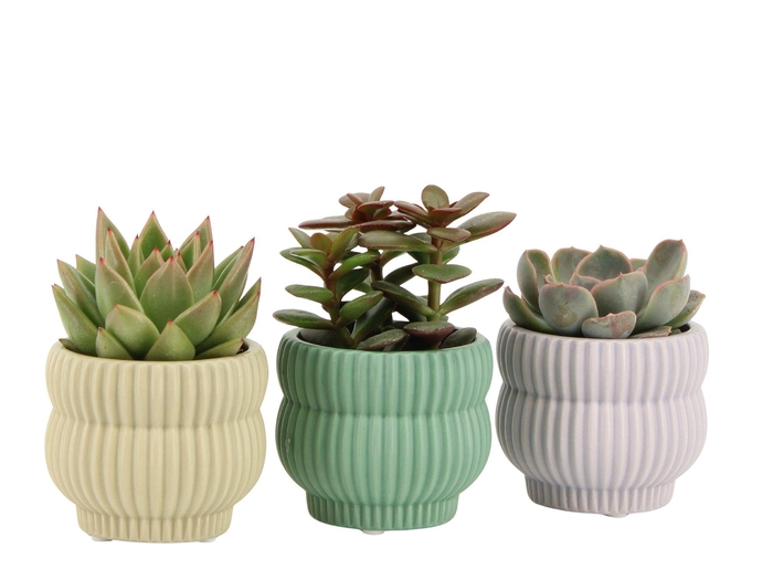 <h4>7501366: Solutionss Consideration</h4>