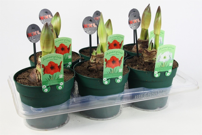 <h4>Hippeastrum   ...mix 4</h4>