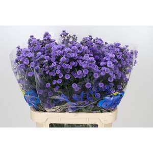 Aster Baby Blue