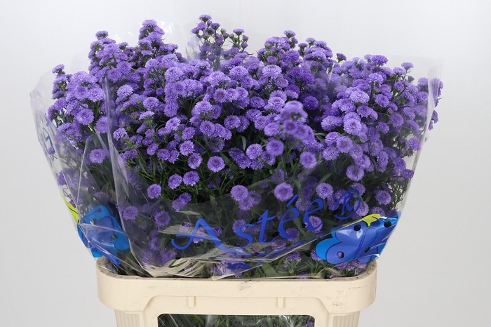 <h4>Aster Baby Blue</h4>