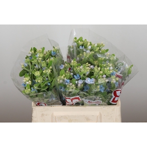 Oxypetalum Tweedia Blue